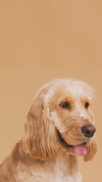 PINTA TU MASCOTA
